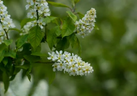 Cherry branch on a green background Stock Photos