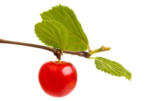 Cherry on a branch isolated Stock Photos