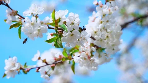 Cherry branch with large white flowers Stock Footage 129100758