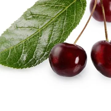 Cherry on the branch with leaves Stock Photos