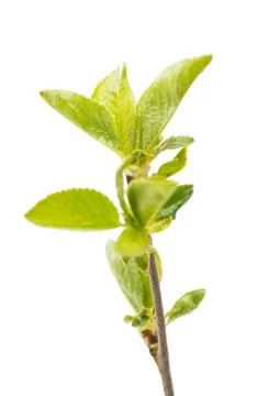 Cherry branch with leaves Stock Photos
