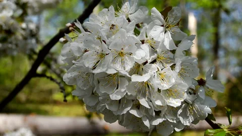 Cherry branch with lush flowers Video stock 150966912
