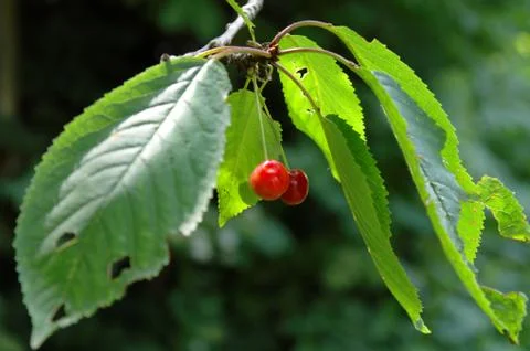 Cherry on a branch Stock Photos