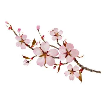 Cherry Branch Stock Photos