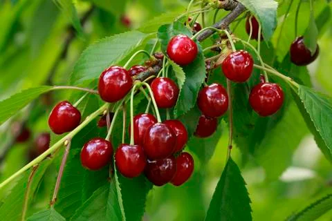 Cherry Branch Stock Photos