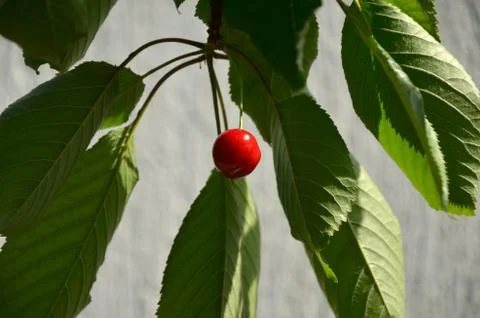 Cherry on a Branch Stock Photos
