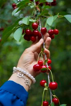 Cherry branch 库存照片