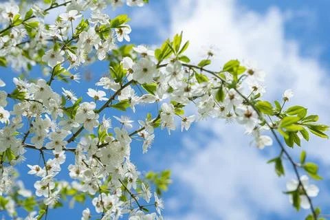 Cherry branch. Stock Photos