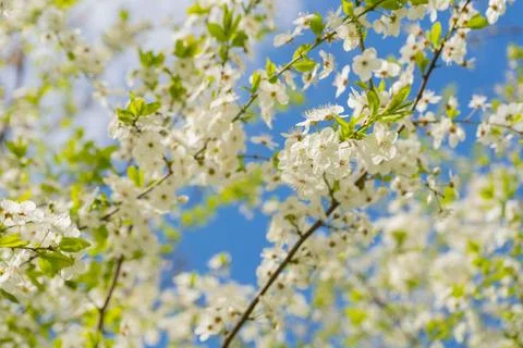 Cherry branch. Foto stock