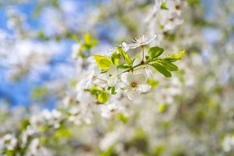 Cherry branch. Foto stock