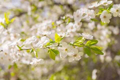 Cherry branch. Foto stock