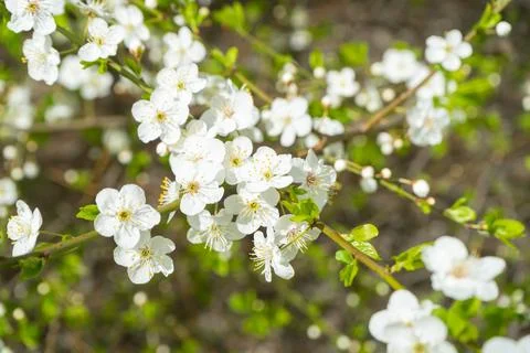 Cherry branch. Stock Photos