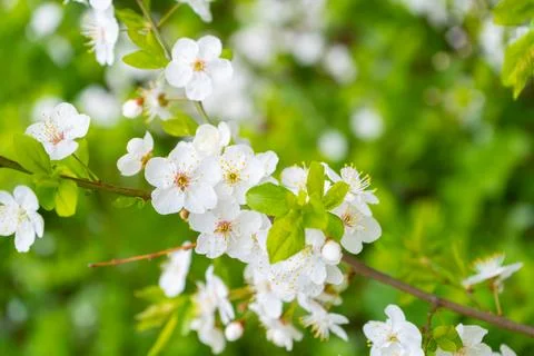 Cherry branch. Stock Photos
