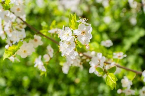 Cherry branch. Stock Photos