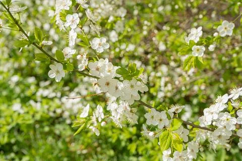 Cherry branch. Foto stock