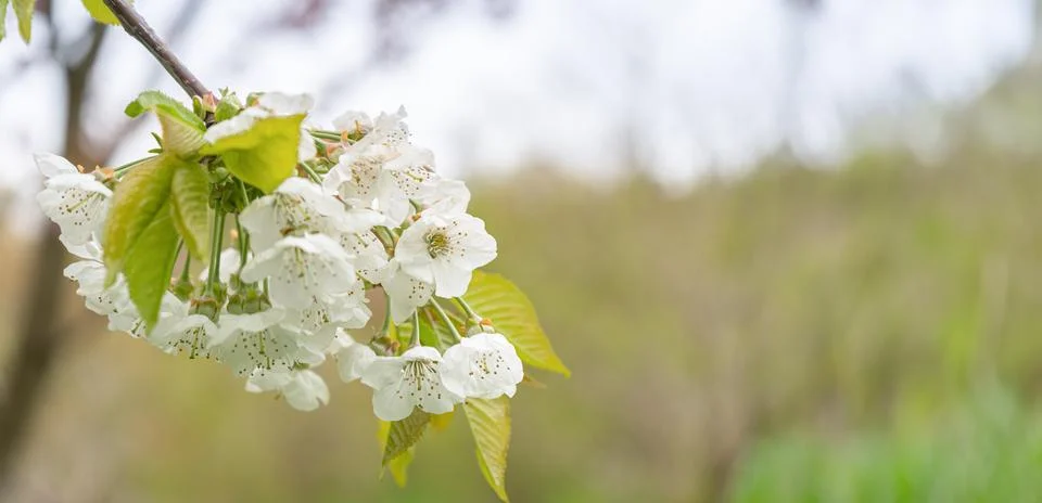 Cherry branch Stock Photos