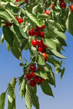 Cherry branch Stock Photos
