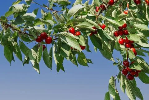 Cherry branch Stock Photos