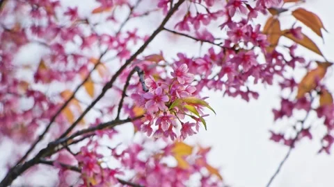 Cherry branch with pink flowers in spring bloom. A beautiful tree branch with Video stock 147643466