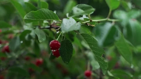 Cherry branch with rain droplets on fruit, during a heavy rain, bokeh background Stock Footage 277643145