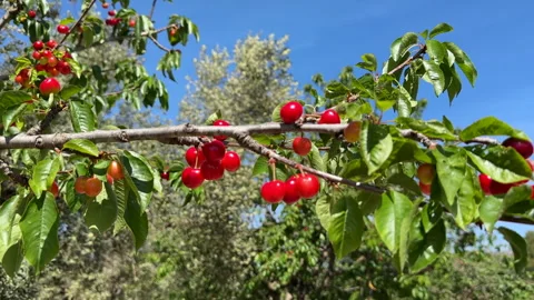 Cherry on branch. Red cherry berry on tree branch Stock Footage 265786685