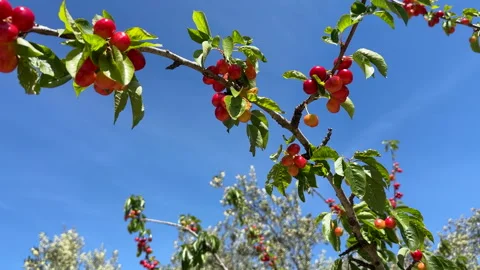 Cherry on branch. Red cherry berry on tree branch Video stock 265786856