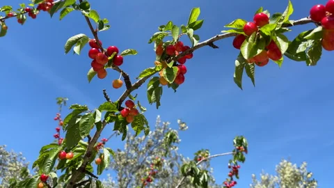 Cherry on branch. Red cherry berry on tree branch Stock Footage 265788038