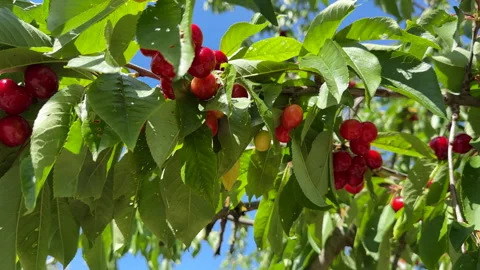 Cherry on branch. Red cherry berry on tree branch Stock Footage 265788198