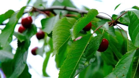Cherry on a branch. Ripe cherries on a tree. Sweet red cherry Stock Footage 200825223