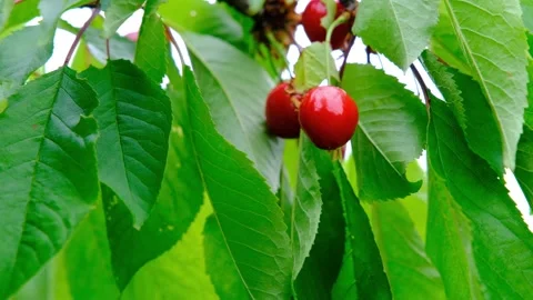 Cherry on a branch. Ripe cherries on a tree. Sweet red cherry Video stock 201528759