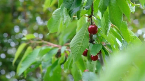 Cherry on a branch. Ripe cherries on a tree. Sweet red cherry 스톡 동영상 204713721