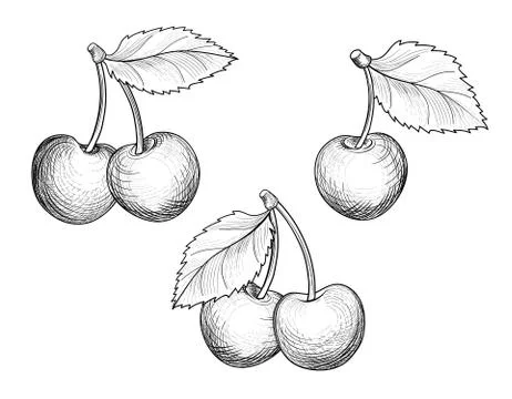 Cherry branch set. Hand drawn berry. Fresh fruit sketch Illustrazione stock
