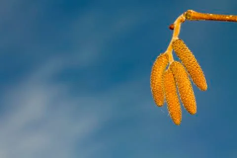 Cherry branch in the sky Stock Photos