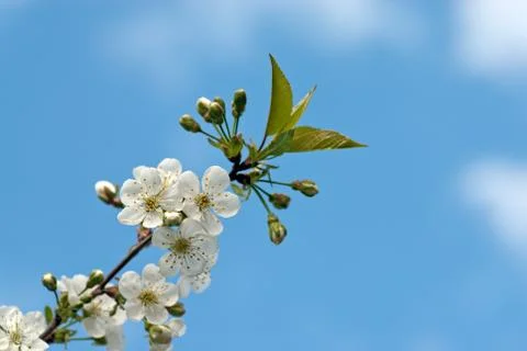 Cherry branch with spring flowers Stock Photos