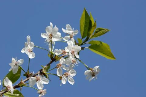 Cherry branch with spring flowers Foto stock