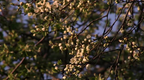 Cherry branch in sunset light with white blossom waving on dark blue background. Video stock 49496551