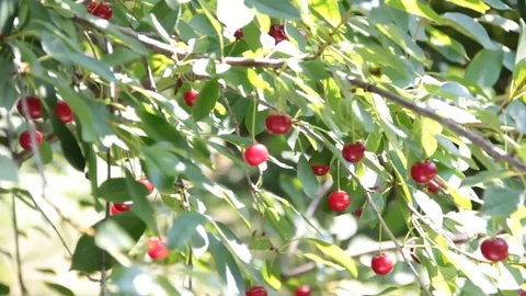 Cherry on the branch swings Stock Footage 77157376