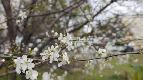 Cherry branch with white flowers in spring bloom. Spring Flowers. Flowering in Stock-Footage 151309168