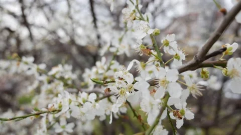 Cherry branch with white flowers in spring bloom. Spring Flowers. Flowering in Stock Footage 151379851