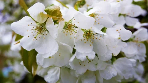 Cherry branch with white flowers in spring against a blue sky Stock Footage 237454305