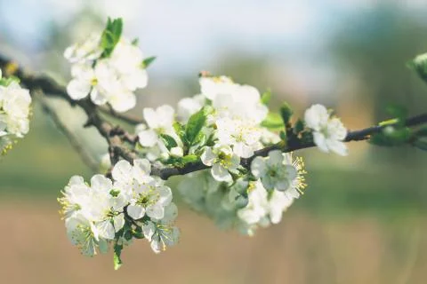 Cherry branch with white flowers in spring garden Foto stock