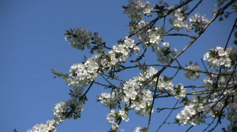 Cherry branch in wind Stock-Footage 582637