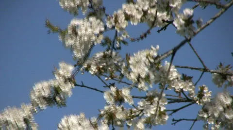 Cherry branch in wind Stock Footage 582666