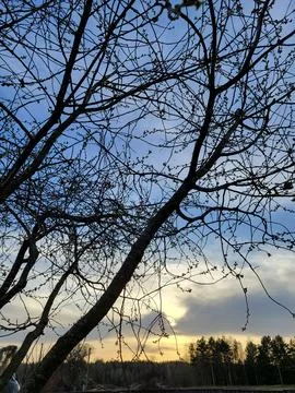 Cherry branches against the background of the spring sky Stock Photos