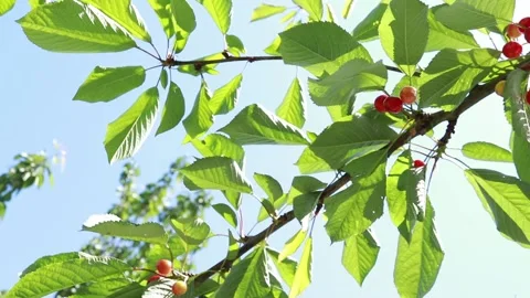 Cherry branches on a background of blue sky. Stock Footage 131402644