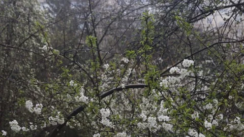 Cherry branches with blooming flowers grow under snowflakes Stock Footage 129496500