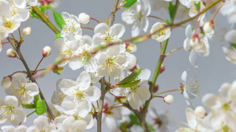 Cherry Branches with Blooming Flowers Time Lapse Zoom In Stock-Footage 155152209