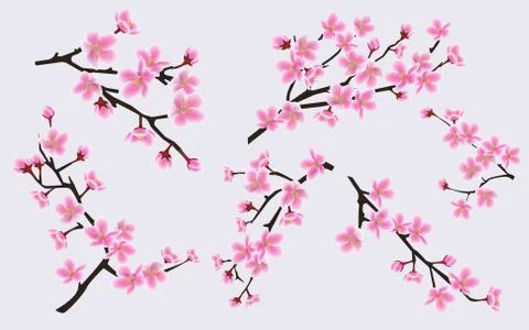Cherry branches with blooming spring flowers set of vector illustrations Stock Illustration
