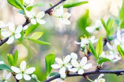 Cherry branches with flowers Stock-Fotos