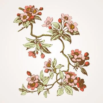 Cherry branches with flowers, sakura vector illustration Stock Illustration